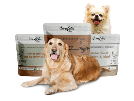Probierbox Hund - 12x100g Beutel